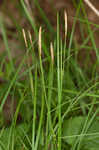 Pretty sedge